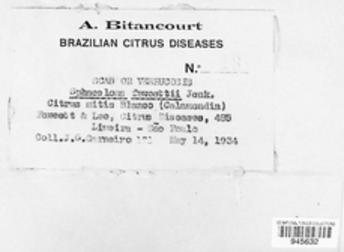 Elsinoaceae image